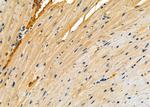 RPS26L1 Polyclonal Antibody