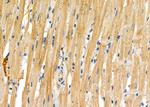 RPS26L1 Antibody in Immunohistochemistry (Paraffin) (IHC (P))