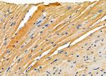 RPS4Y1/RPS4Y2 Antibody in Immunohistochemistry (Paraffin) (IHC (P))