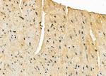 RPL29 Antibody in Immunohistochemistry (Paraffin) (IHC (P))