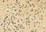 RPL29 Antibody in Immunohistochemistry (Paraffin) (IHC (P))