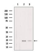 RPL29 Antibody in Western Blot (WB)