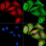 RPL36AL Polyclonal Antibody