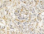 RPL36AL Antibody in Immunohistochemistry (Paraffin) (IHC (P))