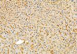 RPL36AL Antibody in Immunohistochemistry (Paraffin) (IHC (P))