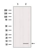 RPL37 Antibody in Western Blot (WB)
