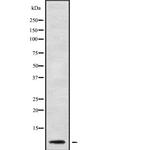 RPL41 Antibody in Western Blot (WB)