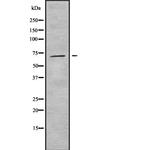 INPP5E Antibody in Western Blot (WB)