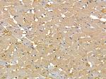 ACOT9 Antibody in Immunohistochemistry (Paraffin) (IHC (P))