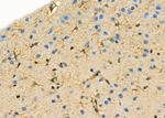 AOAH Antibody in Immunohistochemistry (Paraffin) (IHC (P))
