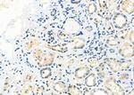 ADAMTS16 Polyclonal Antibody
