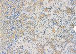 ADAMTS16 Antibody in Immunohistochemistry (Paraffin) (IHC (P))