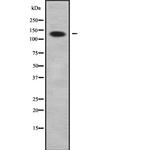 ADAMTS2 Polyclonal Antibody