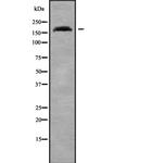 ADAMTS7 Polyclonal Antibody