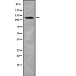 AFF4 Antibody in Western Blot (WB)