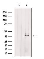 AKR1C4 Antibody in Western Blot (WB)