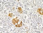 Alsin Antibody in Immunohistochemistry (Paraffin) (IHC (P))