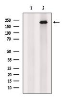 ALMS1 Polyclonal Antibody
