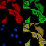 C3orf15 Polyclonal Antibody