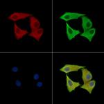 APBA2 Polyclonal Antibody
