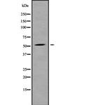 ALS2CR12 Antibody in Western Blot (WB)