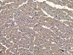 AMOT Antibody in Immunohistochemistry (Paraffin) (IHC (P))
