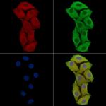 Angiopoietin 4 Polyclonal Antibody