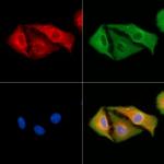 ANGPTL5 Polyclonal Antibody