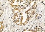 ANGPTL5 Antibody in Immunohistochemistry (Paraffin) (IHC (P))