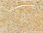 ANGPTL5 Antibody in Immunohistochemistry (Paraffin) (IHC (P))