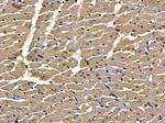 SLC4A3 Polyclonal Antibody