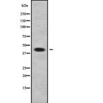 Apolipoprotein L3 Polyclonal Antibody