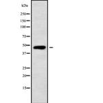 Apolipoprotein L5 Polyclonal Antibody