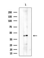 BCL2L14 Polyclonal Antibody