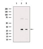 Aquaporin 8 Polyclonal Antibody