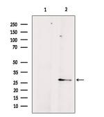 Aquaporin 8 Antibody in Western Blot (WB)
