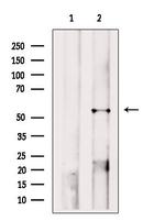 A2BP1 Antibody in Western Blot (WB)