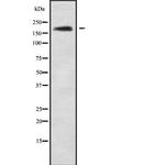 ABCA10 Polyclonal Antibody