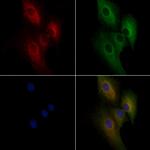 ABCA9 Polyclonal Antibody