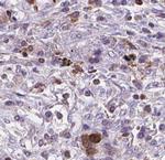 BNIPL Polyclonal Antibody