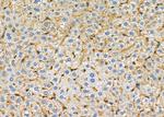 B4GALT4 Antibody in Immunohistochemistry (Paraffin) (IHC (P))