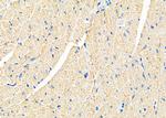 B4GALT7 Polyclonal Antibody