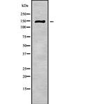 ABCB11 Polyclonal Antibody