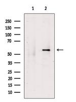BMP-15 Polyclonal Antibody