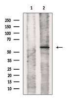SLC22A17 Polyclonal Antibody