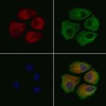 BRAP Polyclonal Antibody