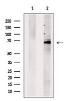 BRAP Antibody in Western Blot (WB)
