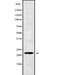 CIB4 Antibody in Western Blot (WB)