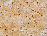 CAMLG Polyclonal Antibody
