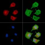 CAB39L Antibody in Immunocytochemistry (ICC/IF)